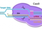 CRIPR-CAS9 : quand l'Arlésienne refait surface ou le retour de la thérapie génique