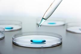 La recherche sur les embryons humains en Belgique
