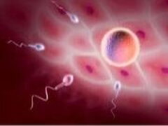 Don d'ovocytes : avis du Conseil Supérieur de la Santé