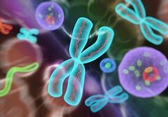 La plupart des embryons présentent une instabilité chromosomique