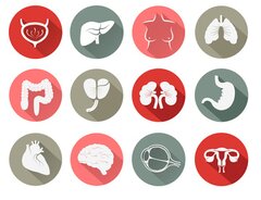 Fiche N° 4 : don d'organe + orgaandonatie