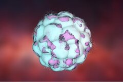 Découverte importante en matière de fécondation