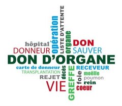 Pays-Bas : vers une institutionnalisation du don d'organes après euthanasie