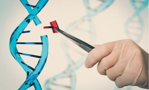 Grande-Bretagne : manipulations génétiques sur l’embryon autorisées