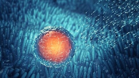 Pays-Bas : autoriser la création d’embryons exclusivement pour la recherche scientifique ?