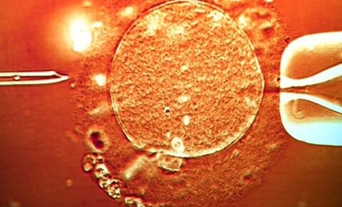 Le juteux business des ovocytes en Belgique