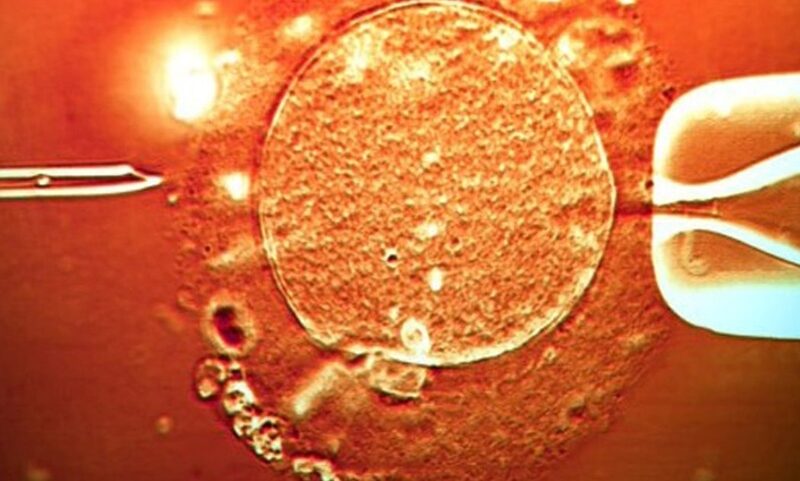 Le juteux business des ovocytes en Belgique