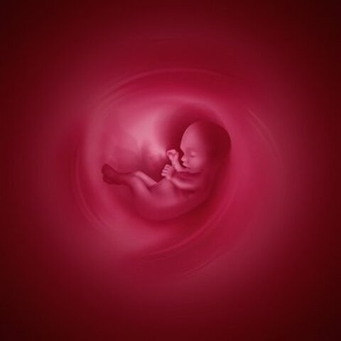 New ! Dossier : La vie avant la naissance : un choix entre fiction et réalité