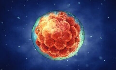 Artificiële intelligentie: een hulpmiddel voor het selecteren van embryo's