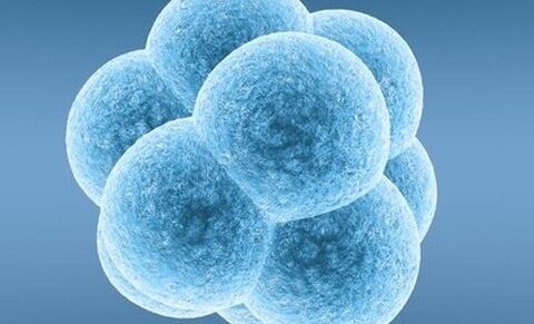 Création d'embryons humains pour la recherche : la plupart des Néerlandais disent non