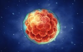 Intelligence Artificielle : un outil pour trier les embryons