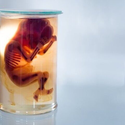 Utiliser des foetus avortés pour trouver un vaccin contre le Covid-19 ?