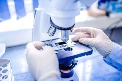 « Modèles embryonnaires » : la course des chercheurs pour reproduire le développement d’un embryon humain