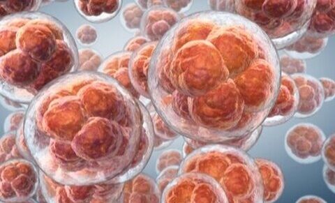 Cryopreservatie van embryo's: een onderzoek naar de ethische aspecten van hun bewaring en vervolgens de onvermijdelijke vernietiging ervan