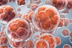 Cryopreservation of embryos: Study highlights ethical issues involved in their preservation and inevitable destruction