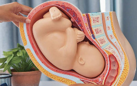 Entre espoir et pénurie d’organes, la greffe d’utérus interroge l’éthique