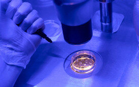 Europees schandaal rond kunstmatige voortplanting in verband met een donor die drager is van een kankerverwekkend gen : hoe ver moet de controle op gameten gaan zonder in eugenetica te vervallen?