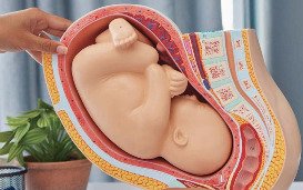 Tussen hoop en een tekort aan organen werpen baarmoedertransplantaties ethische vragen op