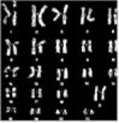Le téléthon et l'embryon: reprendre la main