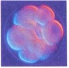 Statut de l'embryon: la question interdite !