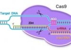 CRIPR-CAS9 : quand l'Arlésienne refait surface ou le retour de la thérapie génique