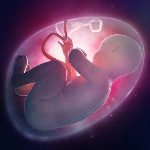 La vie avant la naissance : un choix entre fiction et réalité