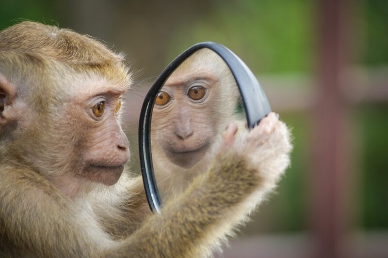 Animal-human Chimeras : State of Play and Bioethical Questions