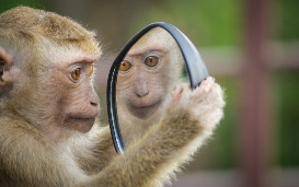 Dier-mens chimeren : stand van zaken en bio-ethische vragen